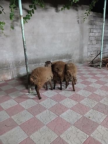 rotwe: 4 baş erkey quzu qiymət 4nə aitdi.Saxlamalı heyvanlardı — 5