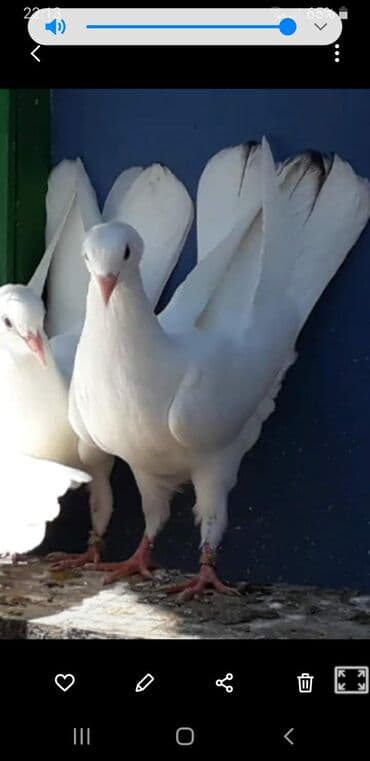 rəngli quşlar: Xüsusiyyətlər: kom şəkildə satilir 40 a yaxin quşdu - Rəng: tam ağ — 2