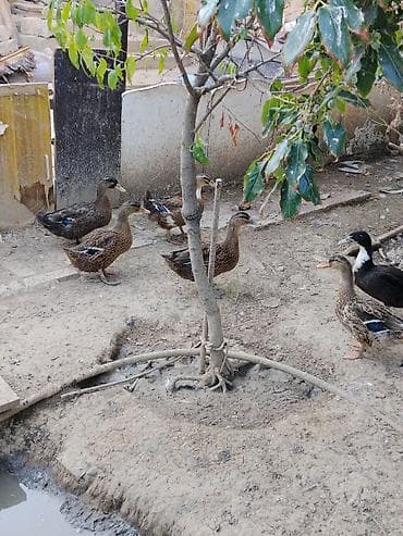 it heyvan: Ördəklər – qarışıq sürü Ağ Pekin Ordekləri Erkek-dişisi Var boyuklər — 4