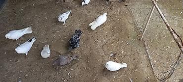 lalafo az quslar: 1 ədədi 3 manat — 2