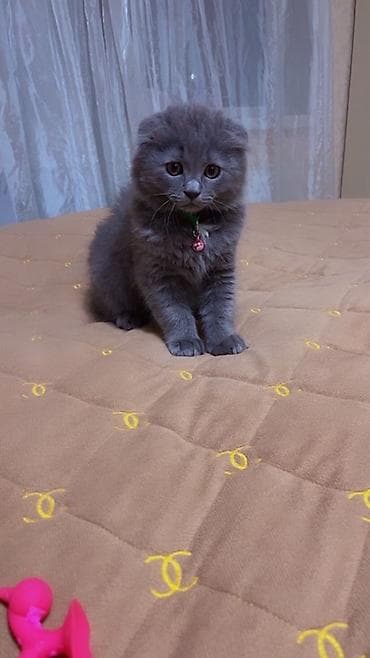 pişik satisi 2019: Şotland yastı qulaq — 6