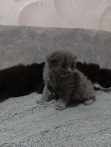 Yumşaq tüklü, tünd rəngli balaca pişik balası. Xüsusiyyətlər: - Uzun — 9