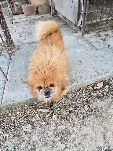 xasqi itleri: Pekines, 2 il, Erkek, Peyvəndli, Ünvandan götürmə — 2