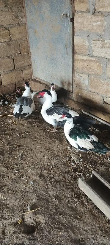 mandarinka ordek: SATILIR QİYMƏT KOMA AYİDİR BLƏÇKHƏAT ÇATDIRILMADA VAR BAKI VƏ BƏZİ — 3