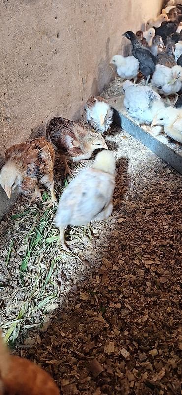 cücə fermasi: Toyuq cücələri, Damazlıq, Ödənişli çatdırılma — 6