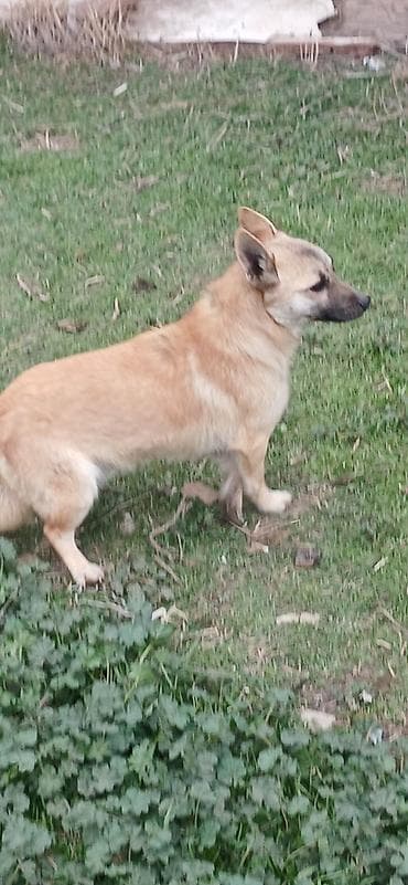 heyvan meymun: Çixuahua, 10 ay, Erkek — 5