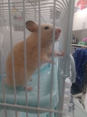 Hamster üçün tam dəst qəfəs - Ölçü: kompakt masaüstü, çoxmərtəbəli