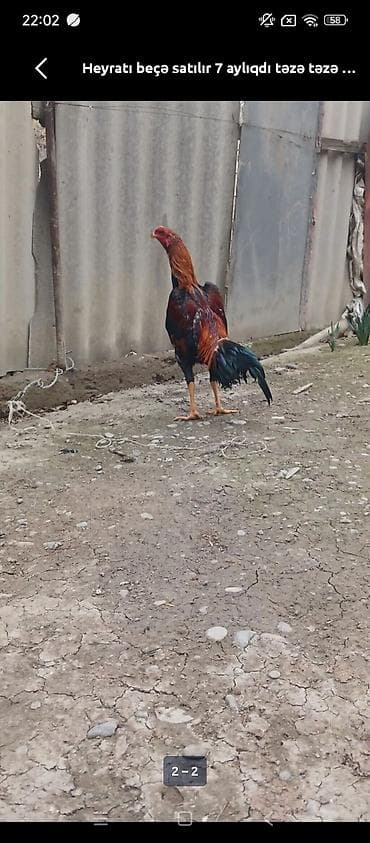 öz dadım broyler mmc: Xoruz, Heyratı, il: <1 — 3