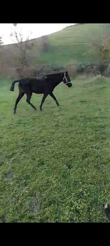 alman afcarkasi qiymeti: Erkək, il: 3, Ünvandan götürmə — 1