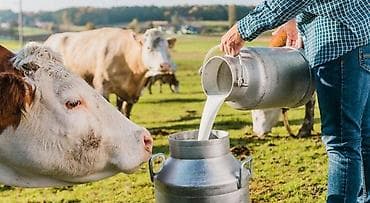 Ət məhsulları: 4-4.3% yagliliginda süd satiram.Daimi 150ltr +sifariş olduqda — 1