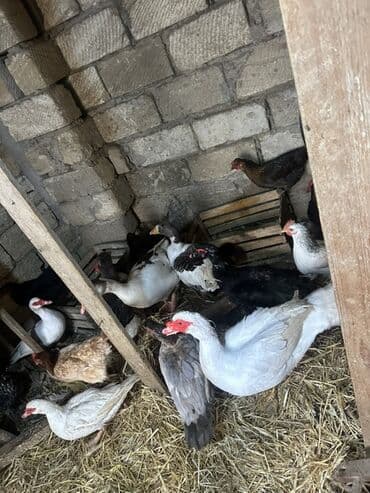 Gəmiricilər: Dişi, | Lal ördək, Damazlıq — 2