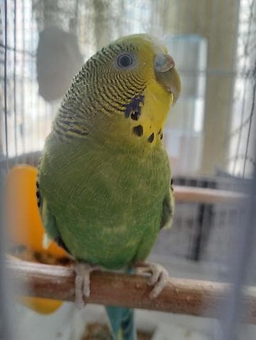 Digər quşlar: Növ: Dalğalı tutuquşu Rəng: Yaşıl bədən, sarı baş, qara-naqişli kürək — 3