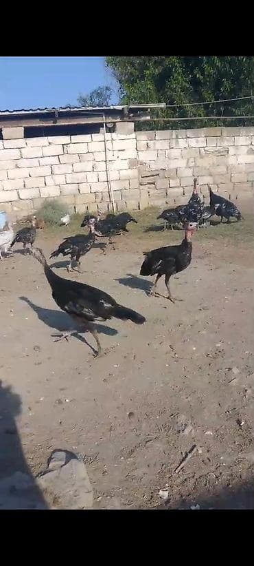 toyuq ucuz qiymete: Çekisi 2.300kq hinquşu balalar 3ayliqdir 20 denedir analari ile — 6