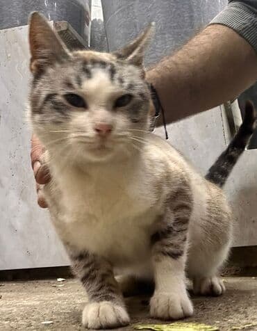 клетка для хомяка: В добрые руки — 1