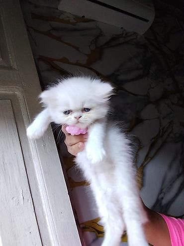 Ağ rəngli, tükləri yumşaq və baxımı asan balaca pişik balaları — 4