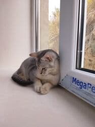 çöl pişiyi: Yaxşı əllərə — 3