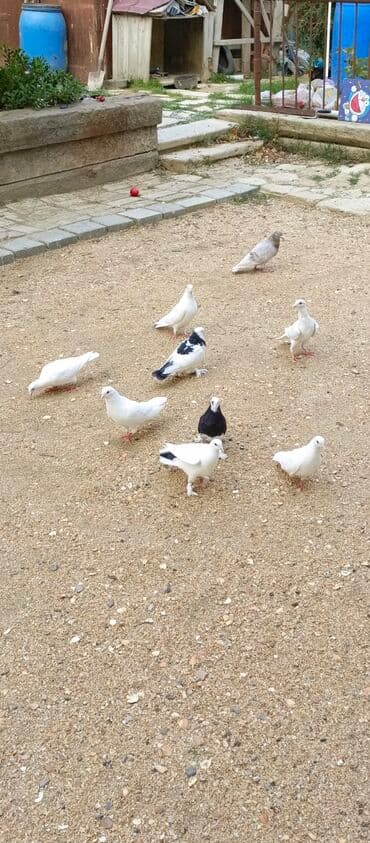 göyercin yuvasi: Ağ rəngli ev göyərçinləri - Rəng: əsasən tam ağ, bəzilərində qara ağ — 3