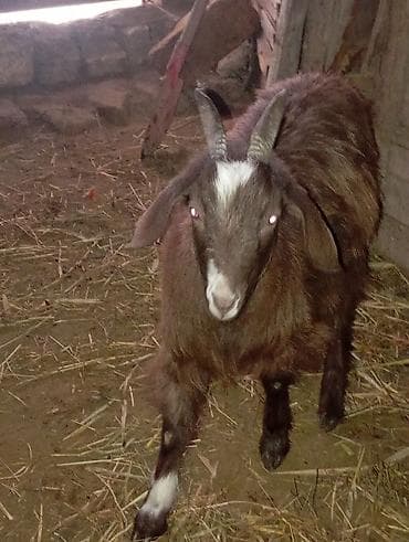 balakən heyvan satisi: Məhsul: Keçi Boğaz Xüsusiyyətlər: - Rəng: tünd qəhvəyi, alın və burun — 1