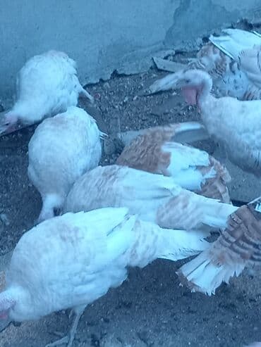 hələb keçisi haqqında məlumat: Öz həyətimdə saxladığım hinduşkalar ətlik və damazlikdir. 60.manatdan — 2