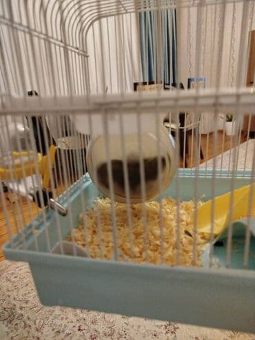 Akvariumlar: Xomyak+qefes — 2