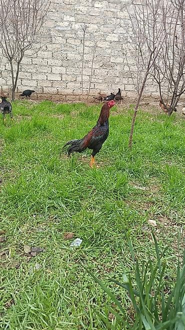 dəniz donuz: Cinsi: Uzunboyun, atletik quruluşlu döyüş tipli xoruz (gamefowl — 4