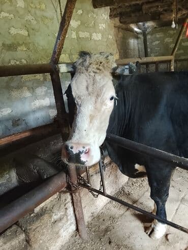 cins inekler: Südlü inək 13.14 lt süd verir südü yağlıdır. real alıcıya cüzi — 3