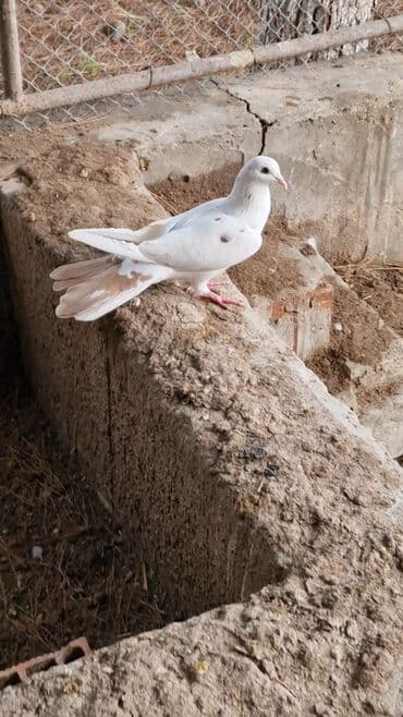 Информатика: Goyercin 20 manata — 1