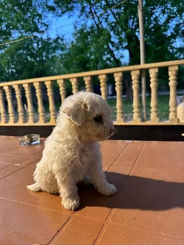 maltipoo f1: British qısa tüklü balaca pişik və ağ, qıvrım tüklü balaca it balası — 4