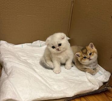 вислоухий кот цена: Şotland yastı qulaq — 2