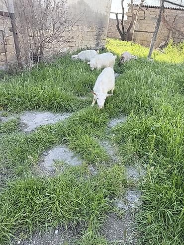 südlü keçilər: 3 dənə təkə 1 çəpiş — 3