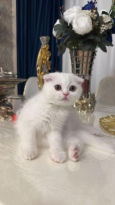 Шотладская вислоухая