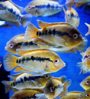 продажа аквариумных рыбок: Цихлид — 9