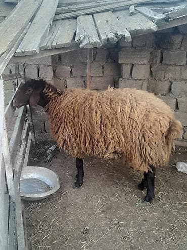Qoyun – yerli cins, qara baş və ayaqlar, qırmızı-qəhvəyi uzun yun