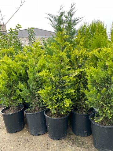 Leylandıra, bütün nov dekoratıv agacların meyve agaclarının satısı