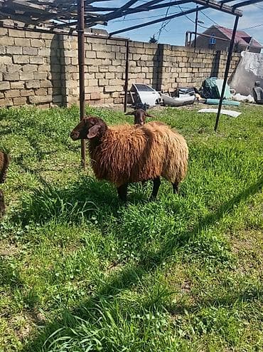 qoyun heyvan: Qoyun – yerli növ, uzun yunu və sağlam bədən quruluşu ilə. - Rəng — 2