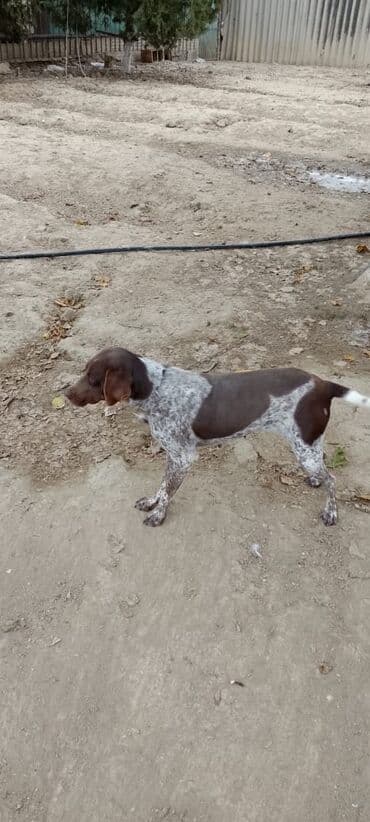 продажа птиц в баку: Ov tulasi işdeyen ov bilir — 1