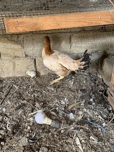 xas: Xüsusi rənglərlə göz oxşayan ev toyuğu xoruzu - Növ: xoruс (ev — 6