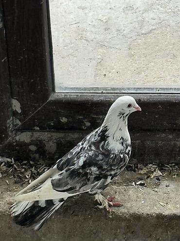 goyercin satisi 2019: Göyercin ebres aq bas ekeydi 20 m tam saqlam — 1