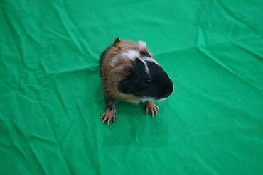 su donuzcuğu: Tam sağlam, cins dəniz donuzcuqları satılır. ​Cinsi: İngilis hamar — 3