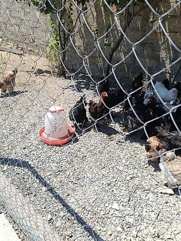 bramo xoruz: Şəkildə gördüyünüz light brahma xoruzlar satılır 45₼ Ondan əlavə 2-3 — 2
