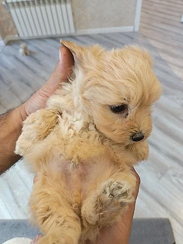 pitbul sekilleri: Pudel, 2 ay, Erkek — 5