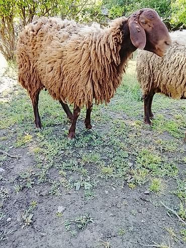 mal qoyun: Dişi, Qala, il: 3, 70 kq, Damazlıq, Ünvandan götürmə, Ödənişli çatdırılma — 2