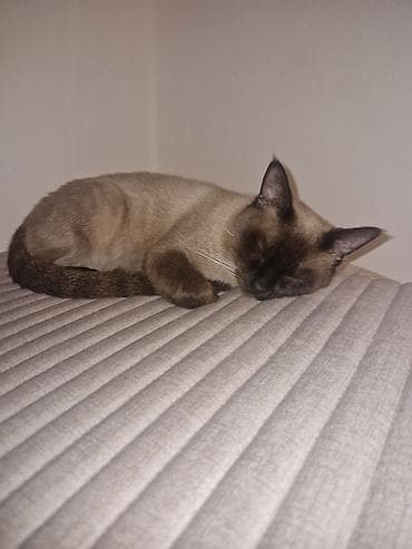 Siam, Erkək lalafo.az -da Siam, Erkək