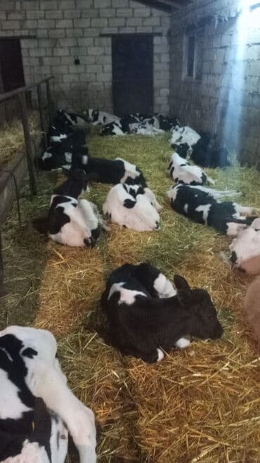 tap az sudluk inəklər: Satış: Holştin-Friz (qara-ağ) buzovlar - Şəkillərdə gördüyünüz kimi — 4