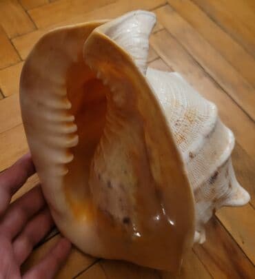 Bitkilər: Fiqur, rəng - Bej — 2