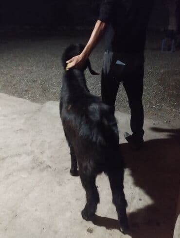 qoyun quzu nece yazilir: Yaş yarımlıq təmiz qan hələb təkəsi satılır isdəyən olsa vpda yazsın — 1