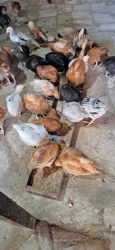 etlik cuce: Toyuq cücələri, Ətlik — 5