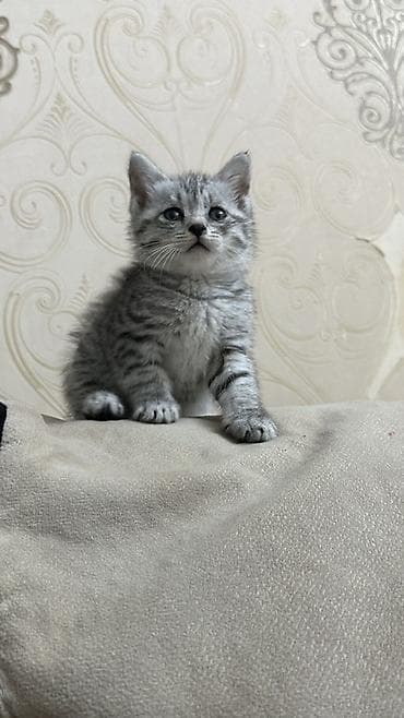 Tabbi, Dişi, Yaxşı əllərə