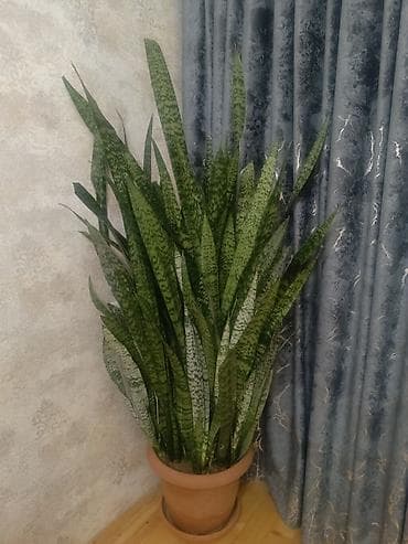 Dekorativ divar panelləri: Lesa — 1