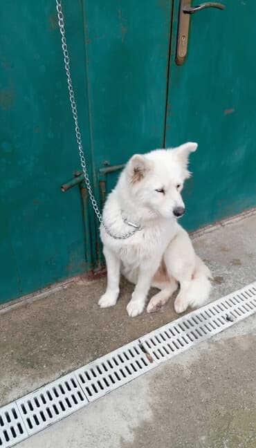 ov itler: Samoyed — 3